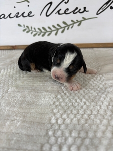 Tri Male 2