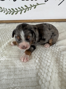 Blue Merle Male 3