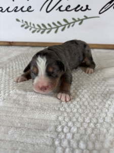 Blue Merle Male 5