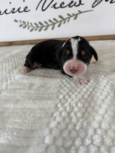 Tri Female 1