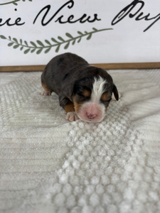Blue Merle Female 3