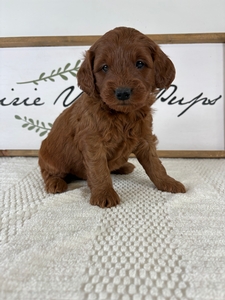 Male 469 4lb 7oz