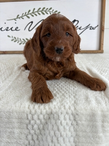 Lola's Female 379 4lb 12oz