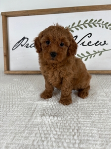 Rue's Female 375 2lb 2oz