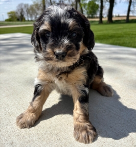 Blue Merle Tri Male 1