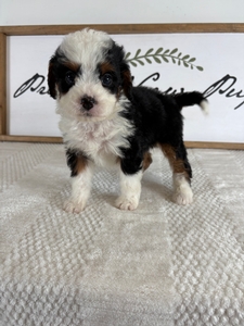 Tri Female 1 2lb 11oz