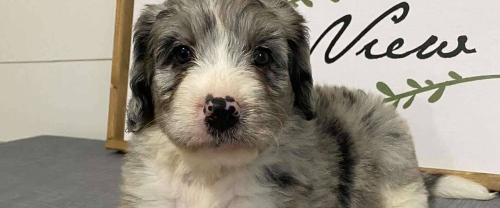 F1 Mini Aussiedoodles