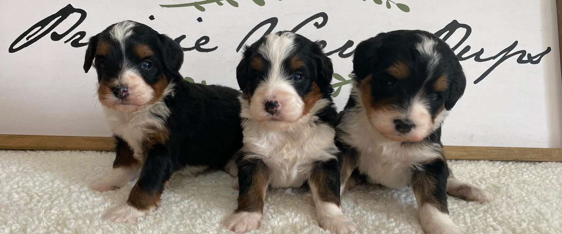 F1B Mini Bernedoodles
