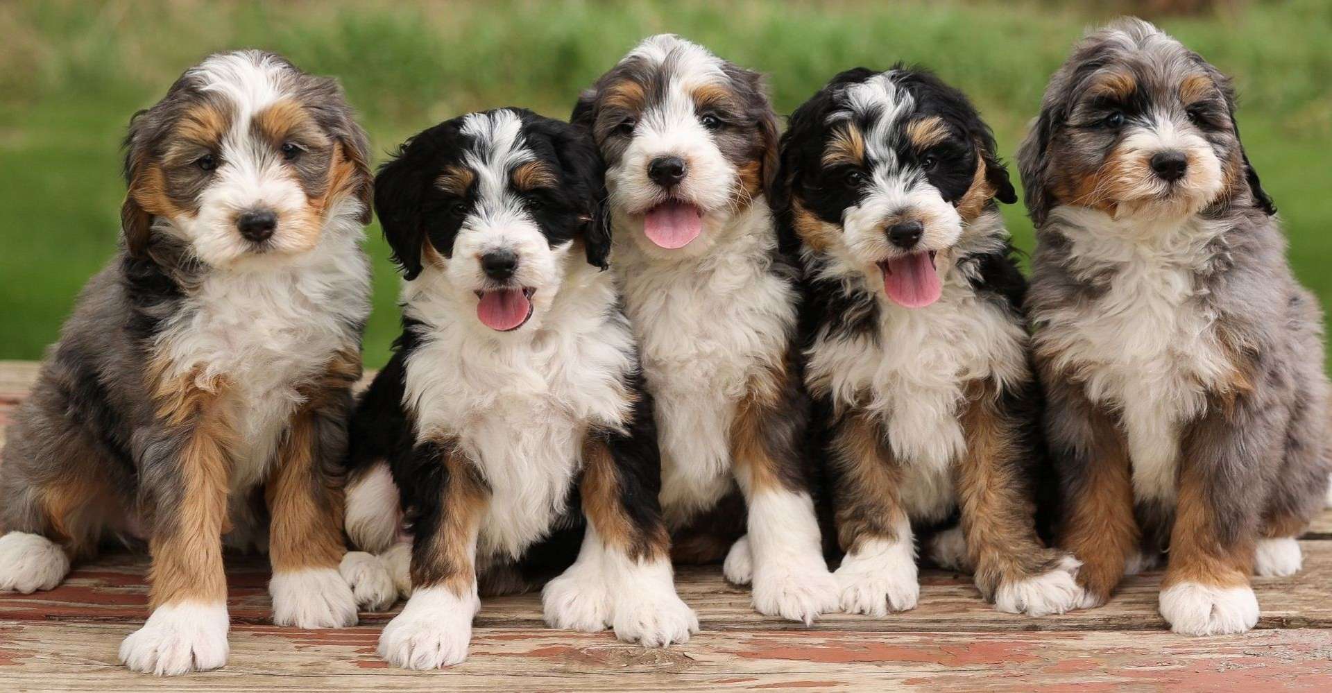 F1 Mini Bernedoodles F1 Mini Bernedoodles