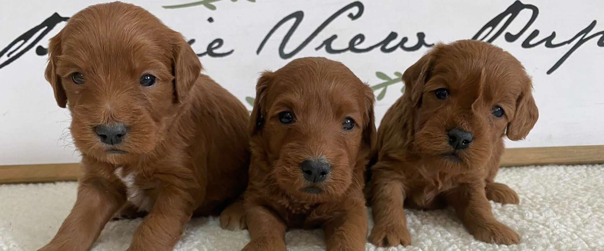 F1 Mini Goldendoodles
