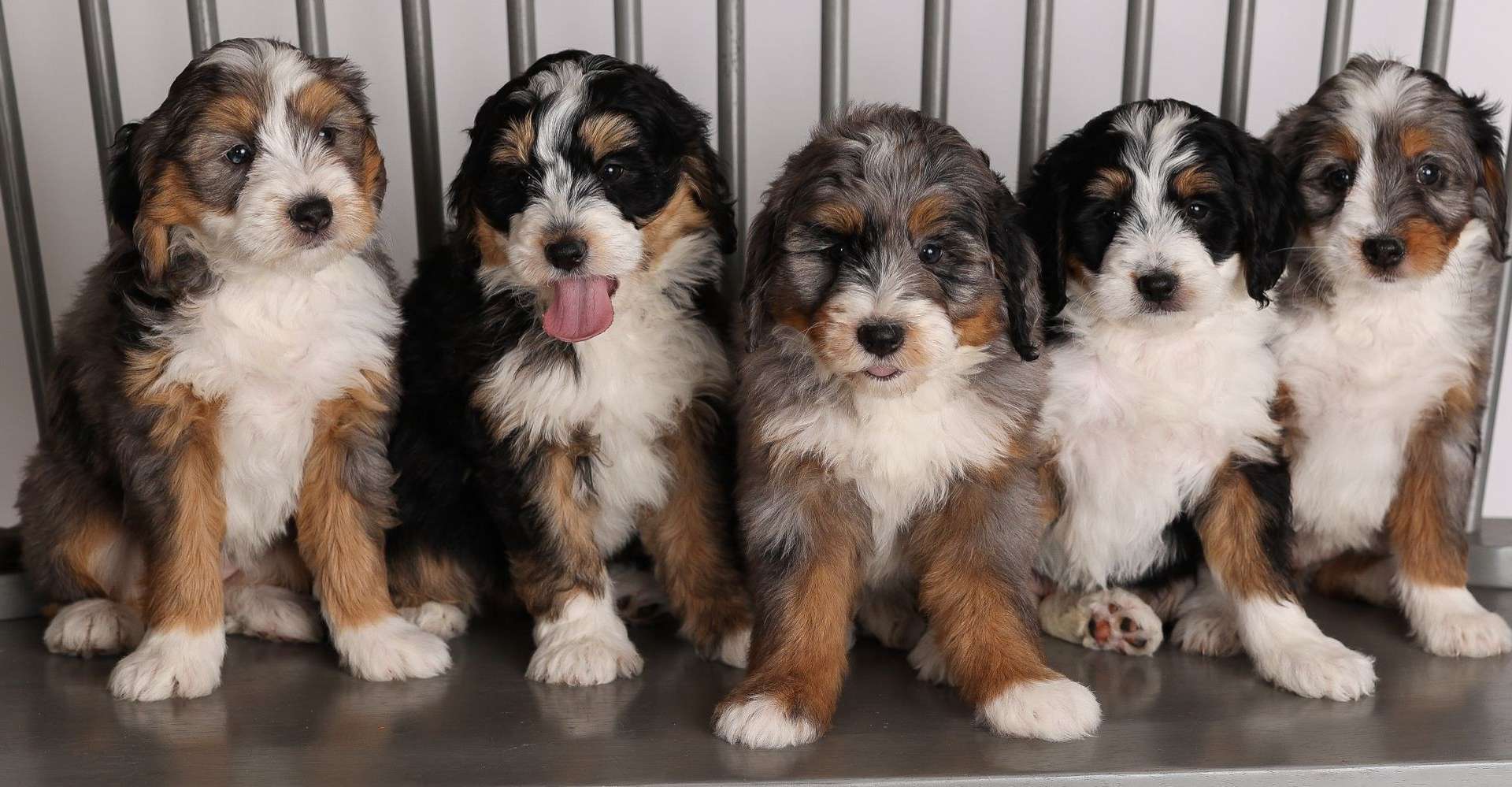 F1B Mini Bernedoodles F1B Mini Bernedoodles