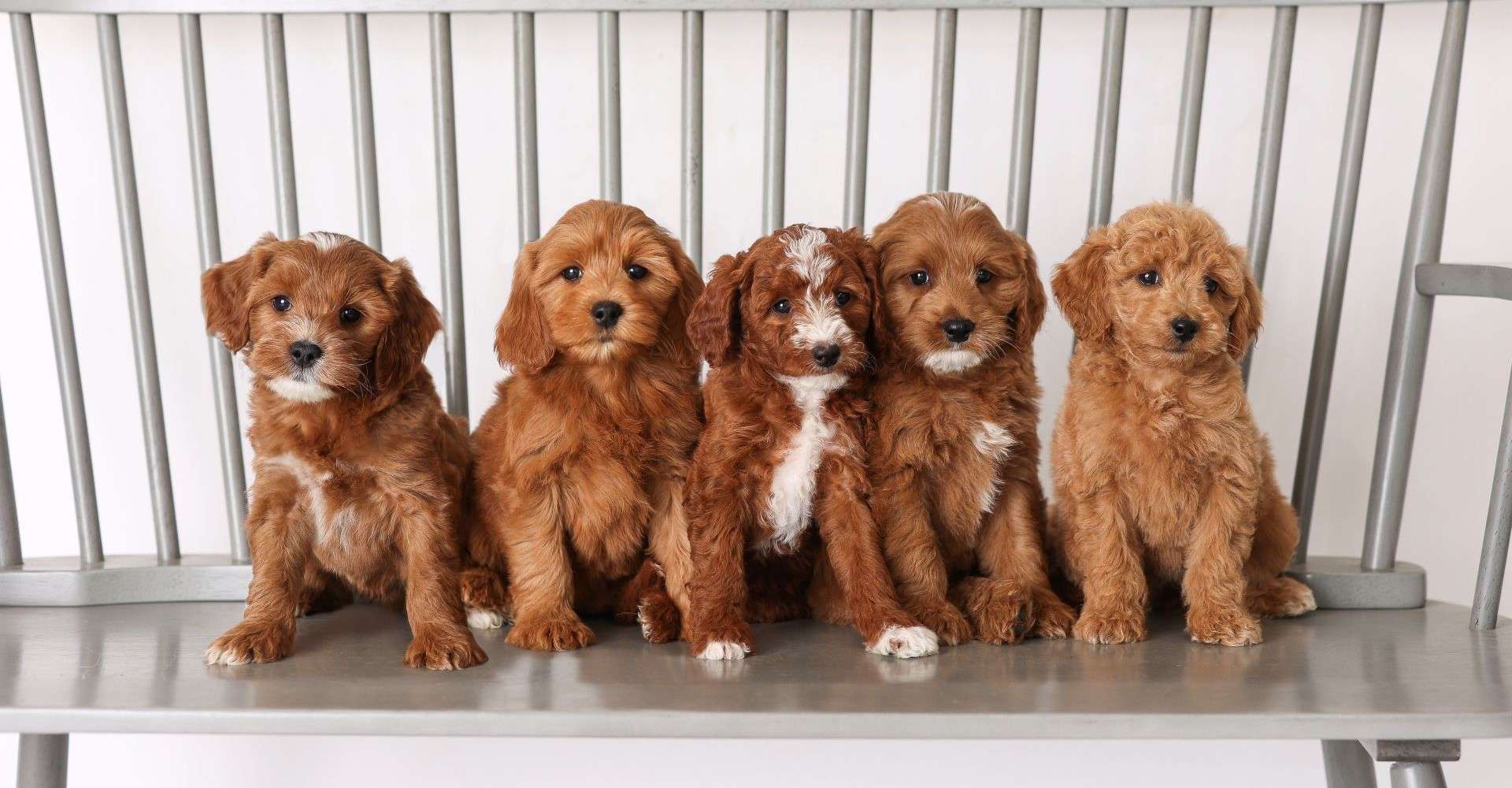 F1B Mini Goldendoodles