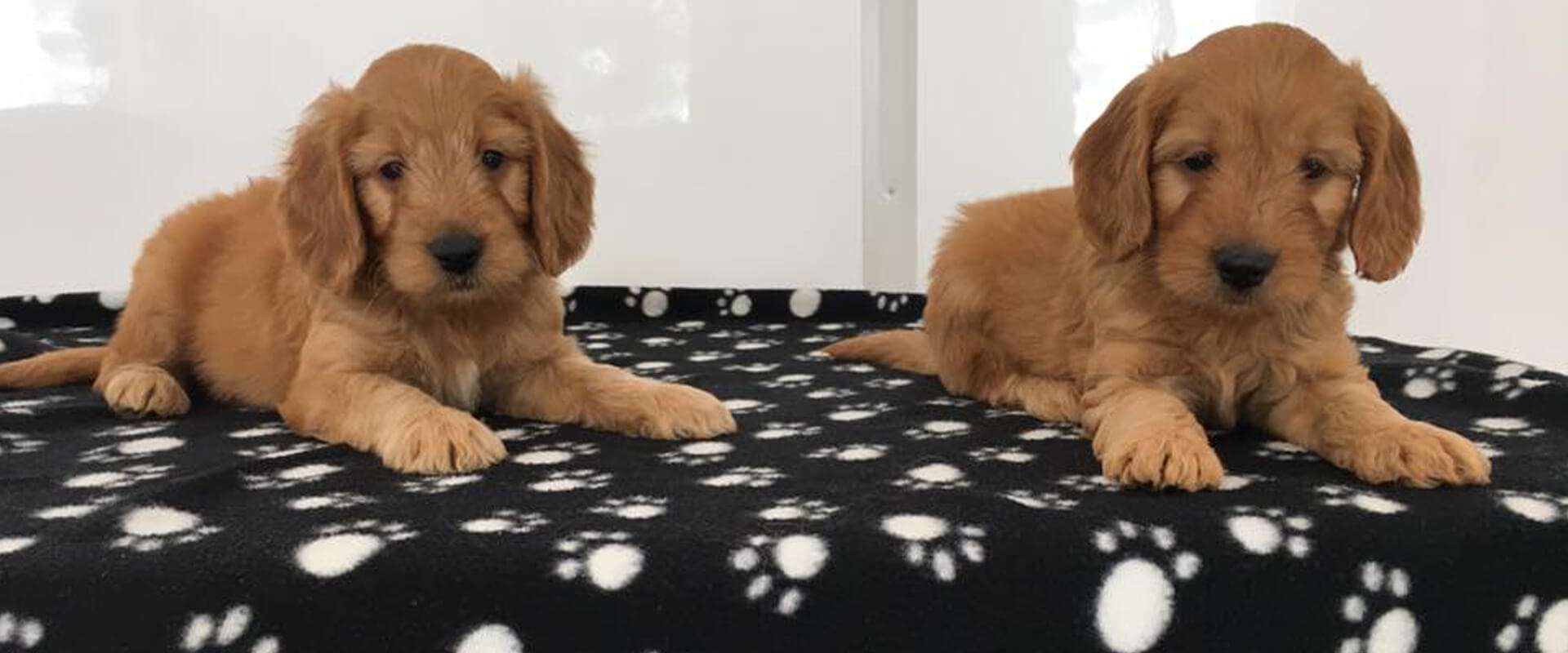 Puppy Pictures Puppy Pictures