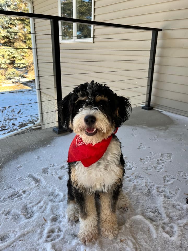 Puppies All Grown Up - Prairie View Puppies
