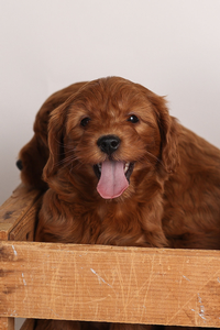 F1 Mini Goldendoodle