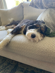 F1 Mini Bernedoodle Bear of Bailey & Goose