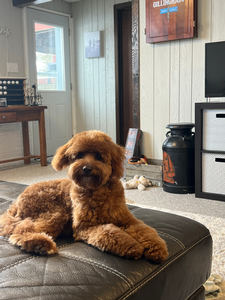 F1B Mini Goldendoodle Milo of Lola & Goose